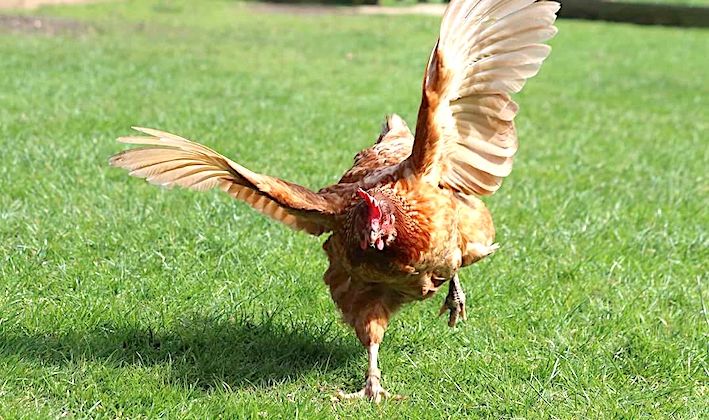 1500 COUPS DE POUCE - Des milliers de poules à adopter en Bigorre, dans le Gers et dans les Landes
